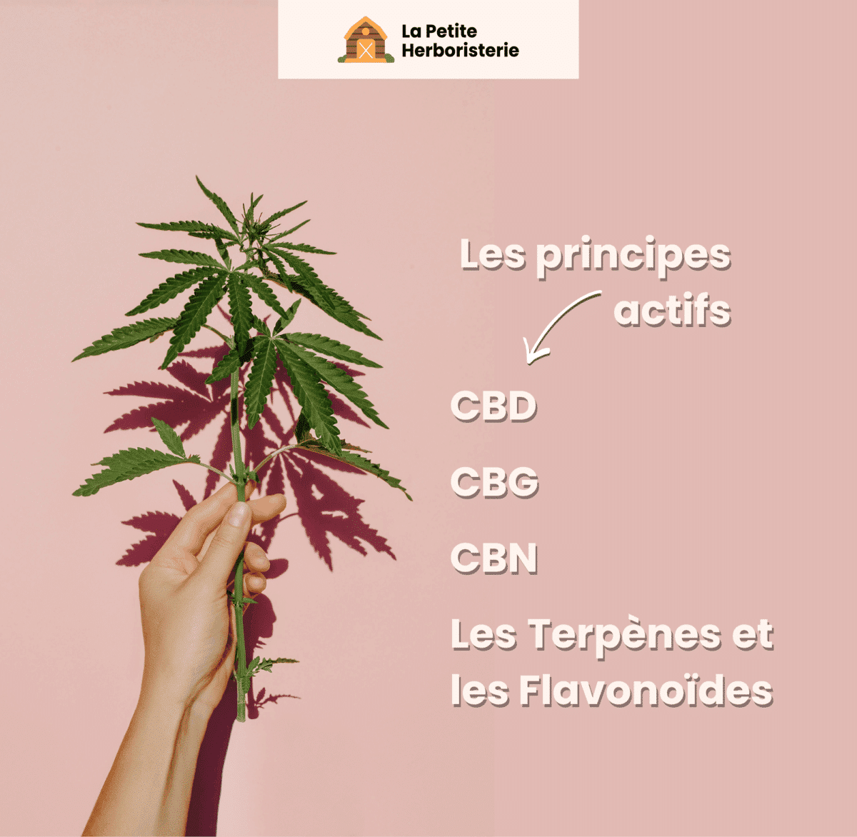 Principes actifs du chanvre : cbd, cbn, cbg, terpènes et flavonoïdes