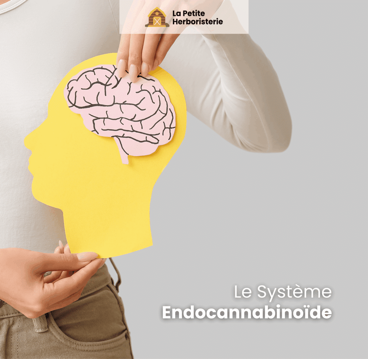 Le système endocannabinoïde