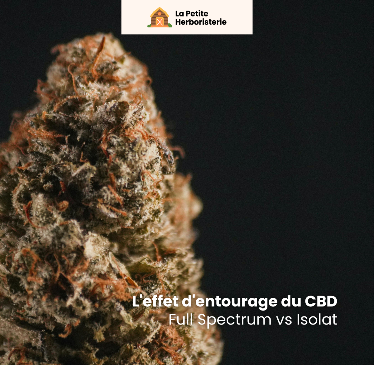 L&rsquo;effet d&rsquo;entourage du CBD : pourquoi le full spectrum est plus efficace que l&rsquo;isolat