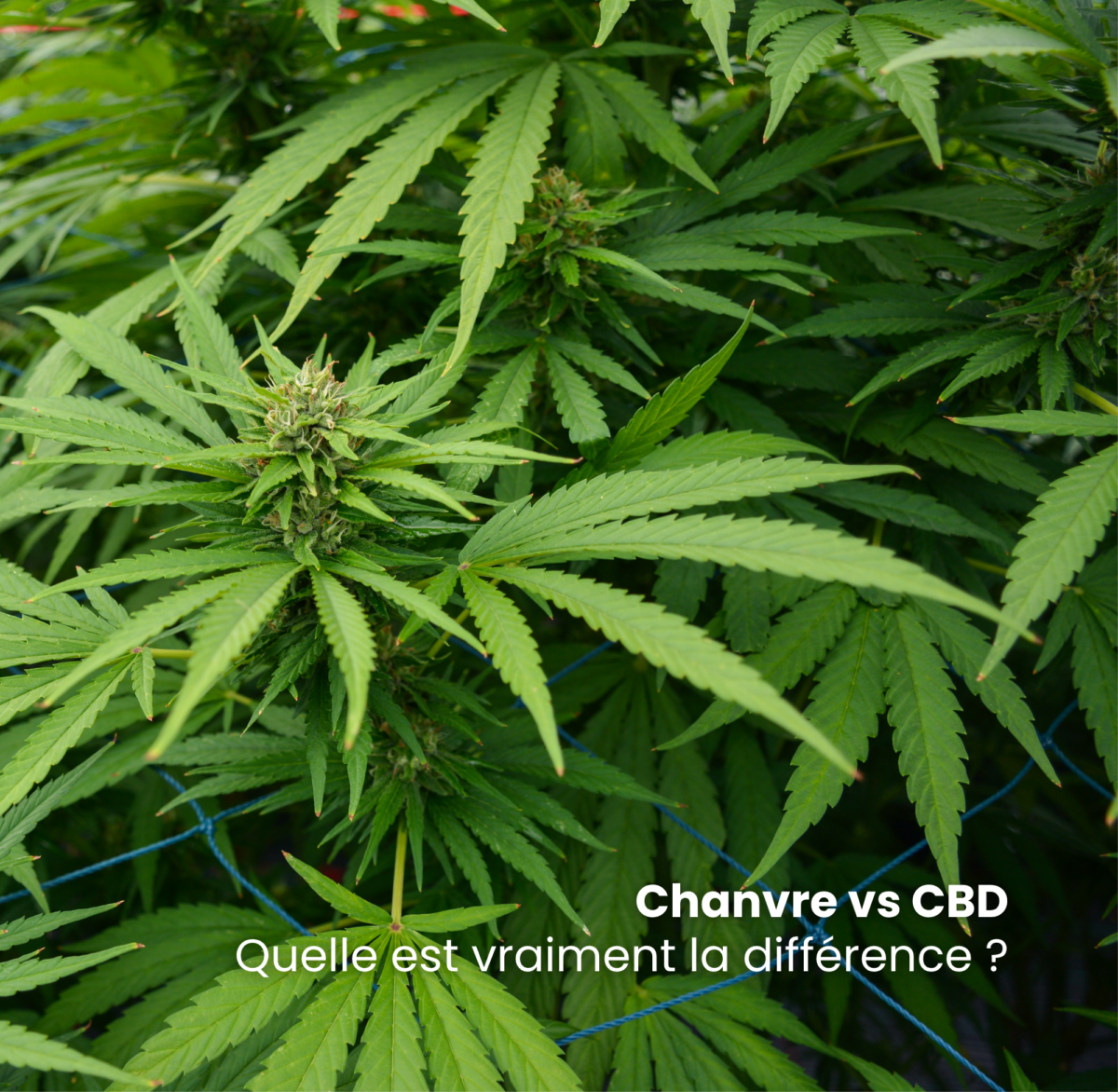 Chanvre vs CBD : quelle est vraiment la différence ?